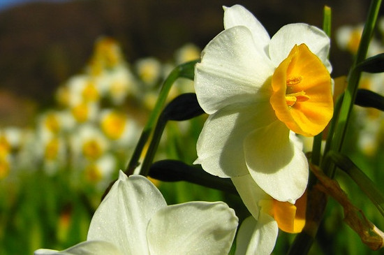 水仙花什么季节开花