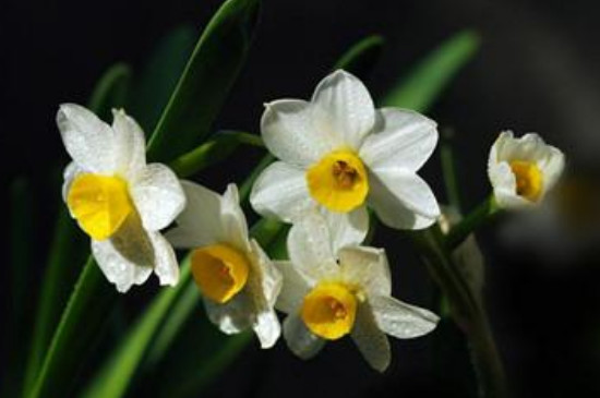 水仙花怎么养