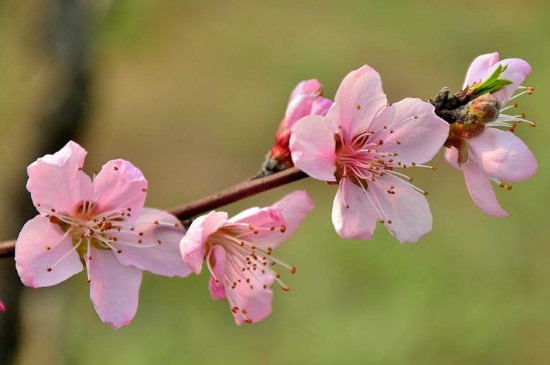 樱花花期一般有多少天