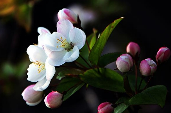 长寿冠海棠花开完花后该怎么处理