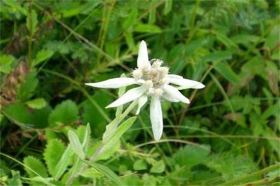 雪绒花养殖方法