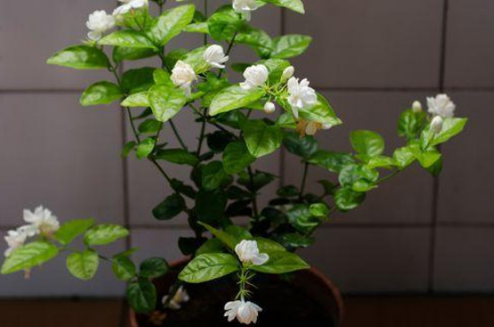 茉莉花招虫子