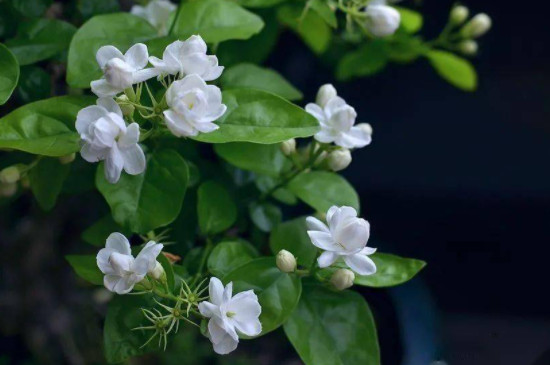 茉莉花叶片有黄斑点