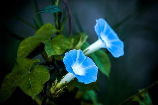 矮牵牛花可以放在室内养吗