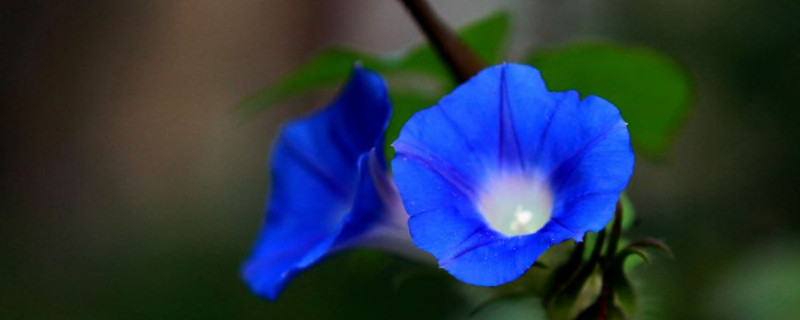蓝色牵牛花的花语