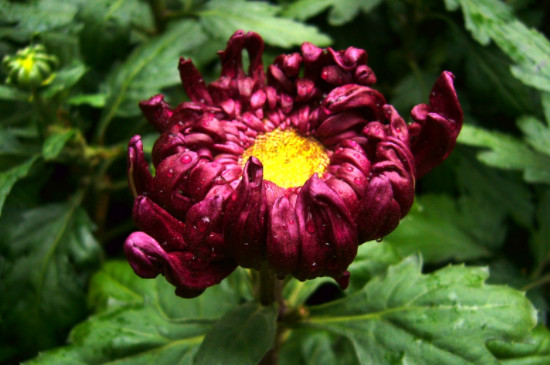 菊花品种