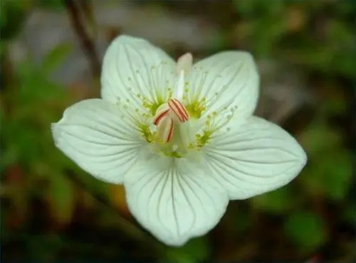 梅花草属的本属分类