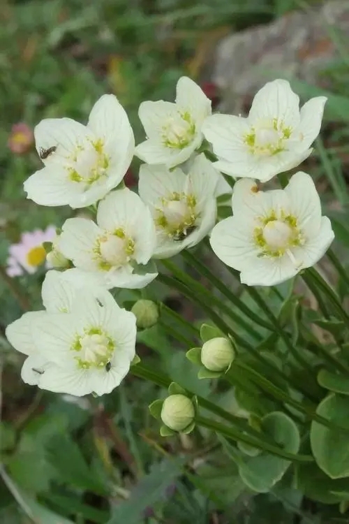 梅花草属的本属分类