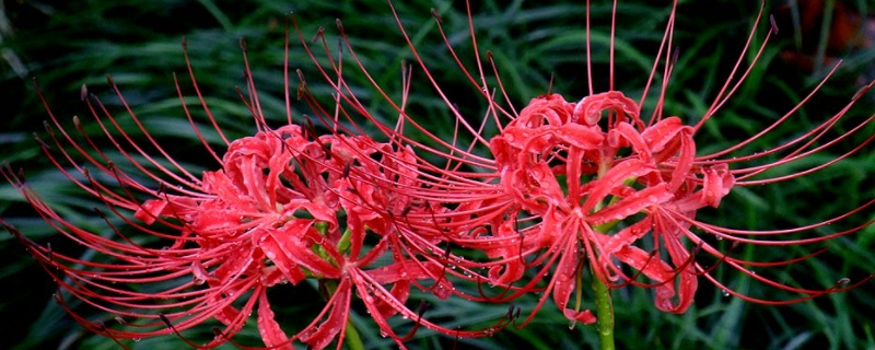 彼岸花的寓意和象征