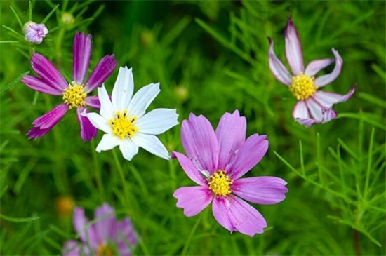 茼蒿花和格桑花的区别，叶子以及花朵不同