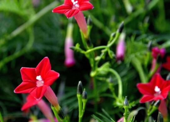 茑萝花怎么种植