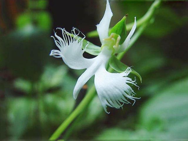 白鹭纷飞兰花一年能开几次花