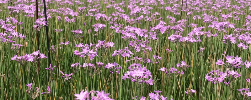 紫娇花的花语是什么
