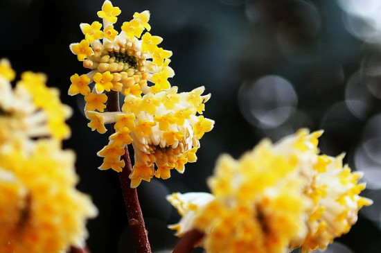 结香花没有叶子正常吗