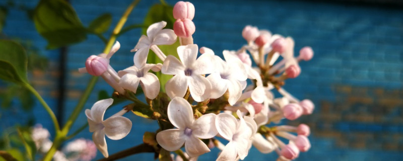 丁香花的寓意是什么